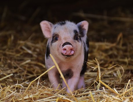 «Росгосстрах» в Томске застраховал свинопоголовье крупного агрохолдинга