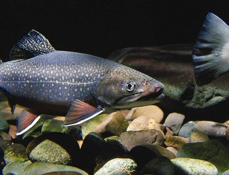 Сахалинская область стала лидером по выращиванию мальков лососей в ДФО