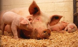 В Национальном союзе свиноводов объяснили, как снизить цены на свинину