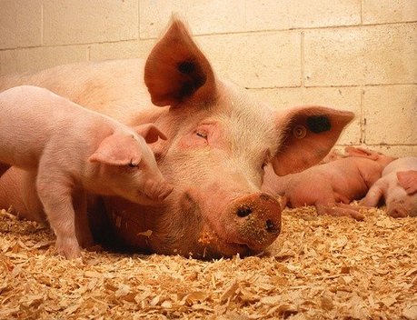 В Национальном союзе свиноводов объяснили, как снизить цены на свинину