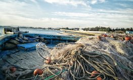 Япония и РФ начали консультации по квотам на рыбный промысел в 2024 году