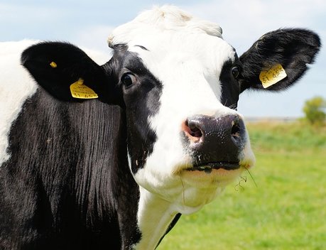 Объем реализации молока в сельхозорганизациях вырос на 5,4 %