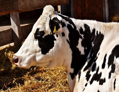 Объем реализации молока в сельхозорганизациях вырос на 5,8 %