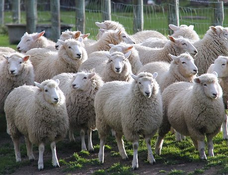 Овцеводам Забайкалья выплатили 7,5 млн рублей за реализованное на переработку мясо