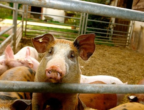 После вспышки африканской чумы свиней АО СК «РСХБ-Страхование» выплатило 915,8 млн крупному агрохолдингу Воронежской области