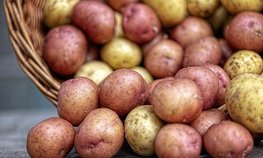 Реализация федпроекта позволила получить самый высокий урожай картофеля за 30 лет