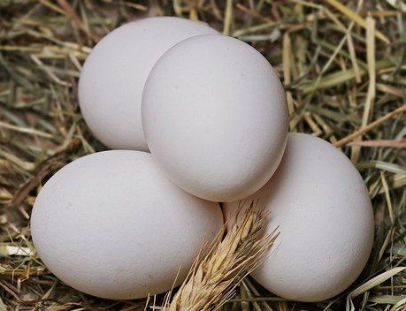 Правительство утвердило постановление о беспошлинном ввозе куриных яиц