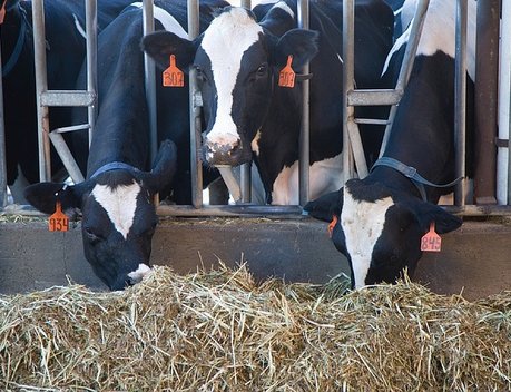 В 2023 году в Алтайском крае господдержка техперевооружения молочного скотоводства выросла в 2,8 раза