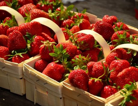 В Ивановской области в 2,4 раза выросло производство ягод