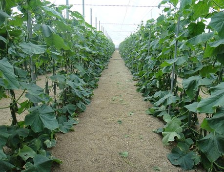 В январе производство тепличных овощей в России увеличилось на 11 %