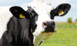 Объем реализации молока в сельхозорганизациях вырос на 3,7 %