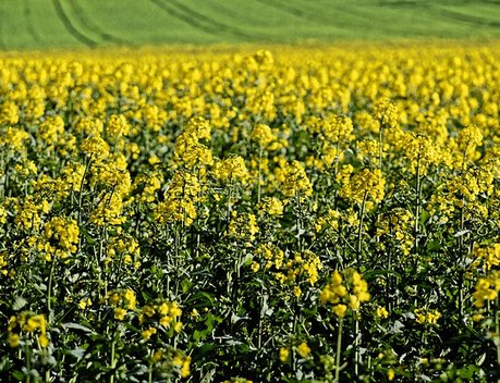 АО СК «РСХБ-Страхование» выплатило 14,3 млн рублей зерновой компании в связи с утратой урожая озимого рапса