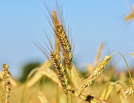 Псковская область впервые начала поставки продовольственного зерна на российский рынок