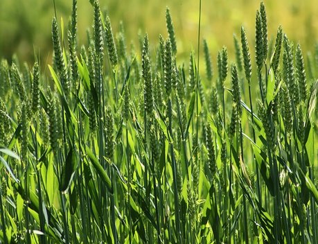 Аграрии Ивановской области увеличат посевные площади основных сельхозкультур под урожай 2024 года