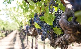 Минсельхоз разработал порядок инвентаризации виноградников