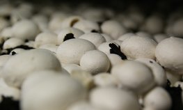 Производство культивируемых грибов в России достигло рекордного показателя