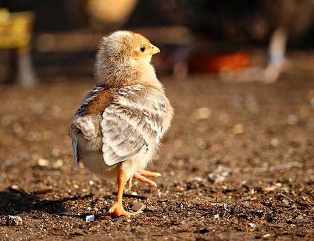 В Запорожской области запустили крупное птицеводческое производство
