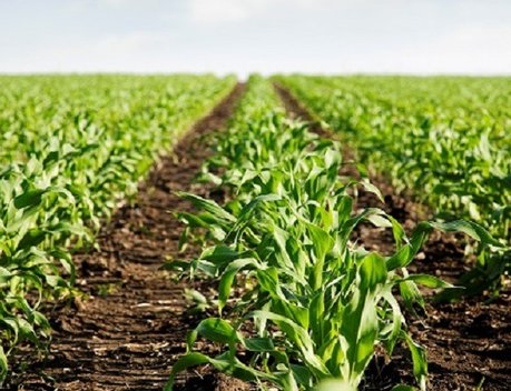 В Минсельхозе заявили, что аграрии РФ будут обеспечены семенами к началу посевной