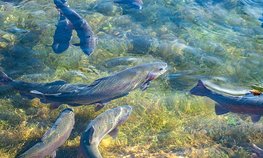 За пять лет производство товарной рыбы на Кубани увеличилось на 20 %