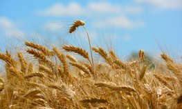 В Кузбассе в 2024 году планируют собрать около 1,5 млн тонн зерна
