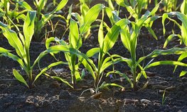 В Чувашии утвердили меры по обеспечению проведения сезонных полевых сельхозработ в 2024 году
