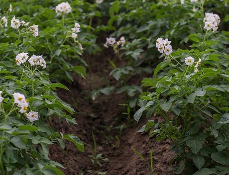 Волгоградская область нарастила производство картофеля