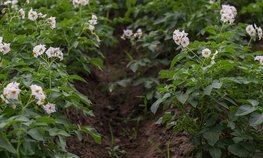 Волгоградская область нарастила производство картофеля