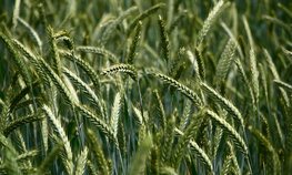 В Омской области в 2024 году планируют собрать не менее 3 млн тонн зерна