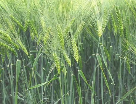 На Камчатке аграрии в 2024 году увеличат посевные площади зерновых более чем на 30 %