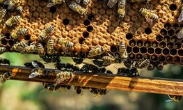Пчеловоды Хабаровского края нарастили объемы производства