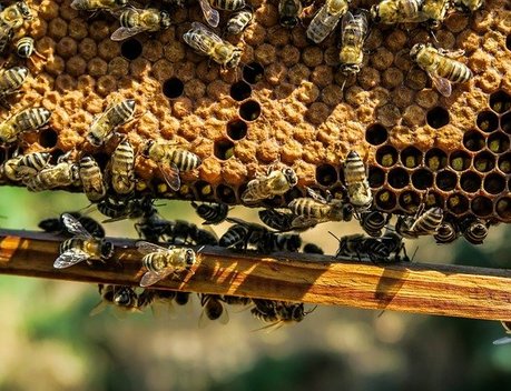 Пчеловоды Хабаровского края нарастили объемы производства