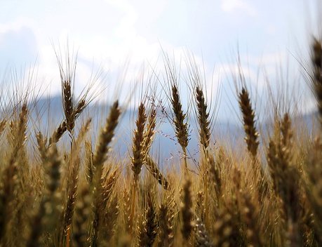 Правительство утвердило дополнительную тарифную квоту на вывоз зерновых культур в 2024 году