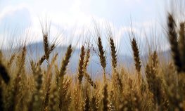 Правительство утвердило дополнительную тарифную квоту на вывоз зерновых культур в 2024 году