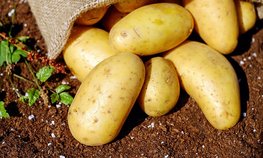Производители картофеля и овощей в Красноярском крае получили более 37 млн рублей господдержки