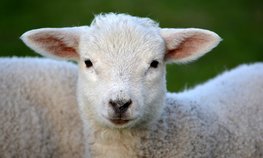 В Республике Дагестан представили передовые достижения овцеводства