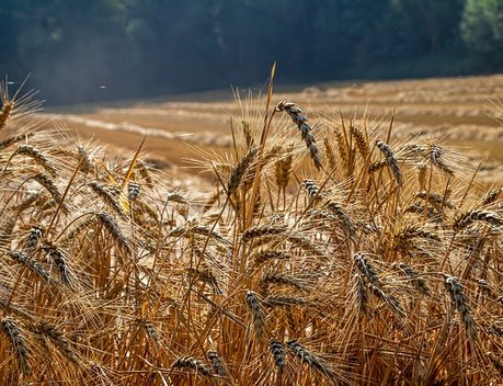 Прогноз сбора зерна в России в 2024 году снизили до 129 млн тонн на фоне заморозков