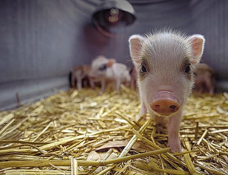 Перспективы наращивания производства свинины обсудили на заседании совета директоров Национального союза свиноводов