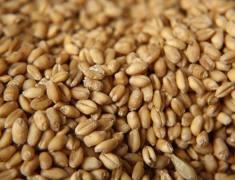 Минсельхоз завершил распределение тарифной квоты на экспорт зерновых