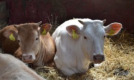 В Марий Эл впервые выделят 180 млн рублей на поддержку молочного скотоводства