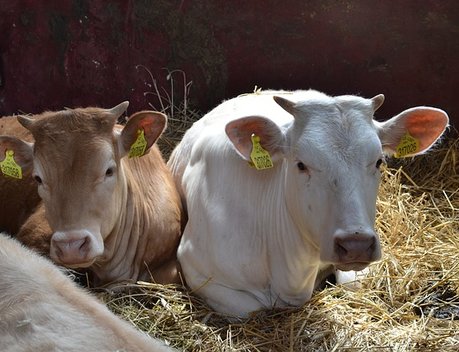 В Марий Эл впервые выделят 180 млн рублей на поддержку молочного скотоводства