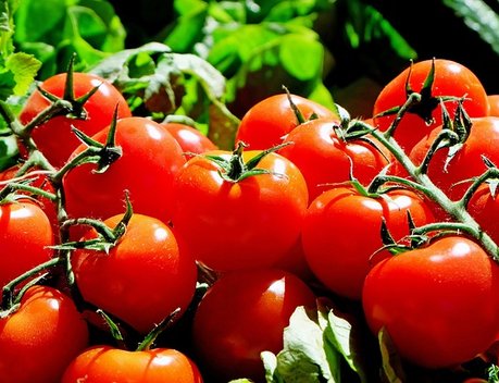 На «Всероссийском дне поля» обсудили перспективы наращивания производства томатов