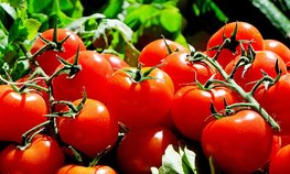 На «Всероссийском дне поля» обсудили перспективы наращивания производства томатов