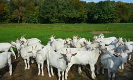 Более 8 млн рублей направили хозяйствам Забайкалья на содержание овец и коз
