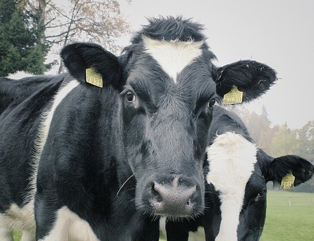Объем реализации молока в сельхозорганизациях вырос на 2,4 %