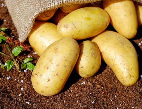Картофельную муку исключили из перечня видов продукции для госконтроля качества зерна на границе