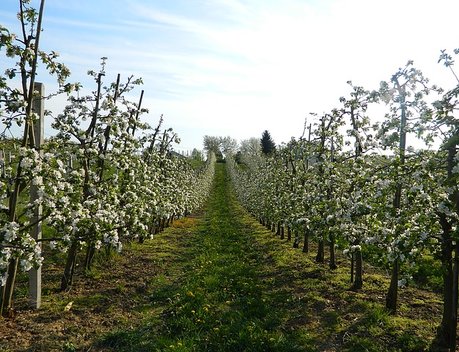 В Кабардино-Балкарии весной многолетние плодово-ягодные насаждения посажены на 350 гектарах