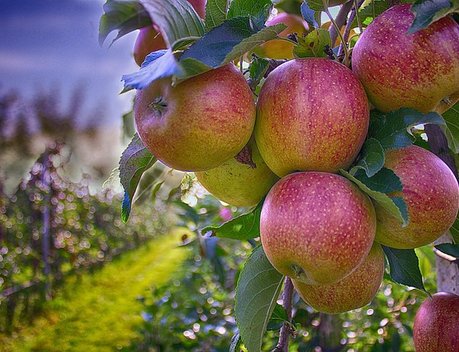 В КЧР площадь органических яблоневых садов увеличится в 2,5 раза к 2025 году
