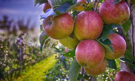 В КЧР площадь органических яблоневых садов увеличится в 2,5 раза к 2025 году