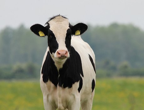 Объем реализации молока в сельхозорганизациях вырос на 2,9 %