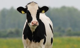 Объем реализации молока в сельхозорганизациях вырос на 2,9 %
